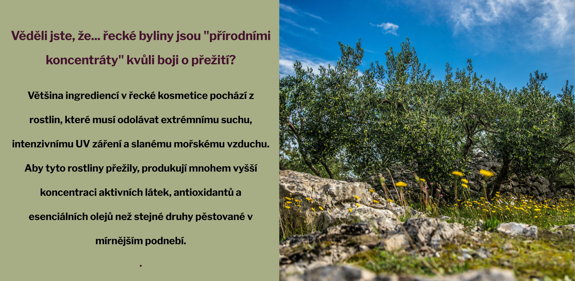Věděli jste, že... krétský olivový olej je díky unikátnímu mikroklimatu ostrova považován za jeden z nejkvalitnějších na světě Místní ho nazývají tekutým zlatem pro dlouhověkost, protože díky ko (4)